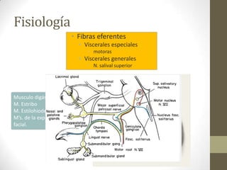 Fisiología
• Fibras eferentes
• Viscerales especiales
• motoras

• Viscerales generales
• N. salival superior

Musculo digástrico
M. Estribo
M. Estilohiodeo
M’s. de la expresión
facial.

 