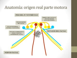 Anatomía: origen real parte motora
PISO DEL IV VENTRÍCULO
RODILLA DEL FACIALAL
NÚCLEO MOTOR
OCULAR EXTERNO
NÚCLEO MOTOR
DEL FACIAL
NÚCLEO SENSORIAL
VENTRAL Y GUSTATIVO

NÚCLEO LACRIMO MUCO
NASAL Y SALIVAL
SUPERIOR DEL FACIAL

NERVIO FACIAL

NÚCLEOS DEL FACIAL

 