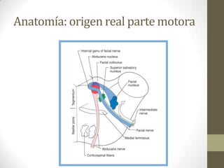 Anatomía: origen real parte motora

 