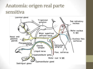 Anatomía: origen real parte
sensitiva

 