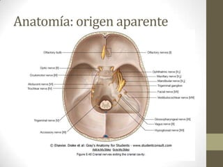 Anatomía: origen aparente

 