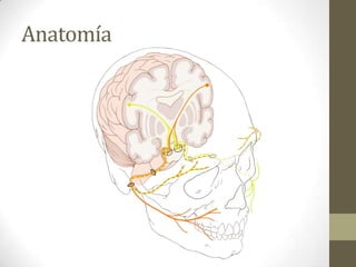 Anatomía

 