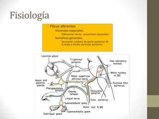 Fisiología
• Fibras aferentes
• Viscerales especiales
•

Diferenciar de las sensoriales especiales

• Somaticas generales
•

Sensación cutánea de parte posterior de
la oreja y meato auricular posterior

 