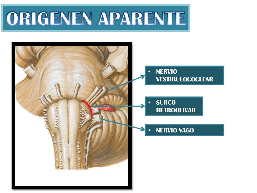 Nervio Glosofaringeo