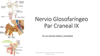 Nervio Glosofaríngeo
Par Craneal IX
Es un nervio motor y sensitivo
Neuroanatomia Clínica Snell, Principios de Neurología de
Adams y Victor
 