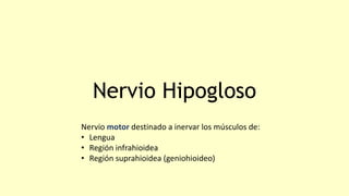 Nervio Hipogloso
Nervio motor destinado a inervar los músculos de:
• Lengua
• Región infrahioidea
• Región suprahioidea (geniohioideo)
 
