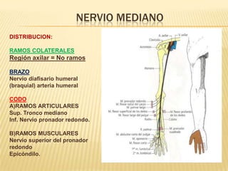 NERVIO MEDIANO
DISTRIBUCION:

RAMOS COLATERALES
Región axilar = No ramos

BRAZO
Nervio diafisario humeral
(braquial) arteria humeral

CODO
A)RAMOS ARTICULARES
Sup. Tronco mediano
Inf. Nervio pronador redondo.

B)RAMOS MUSCULARES
Nervio superior del pronador
redondo
Epicóndilo.
 