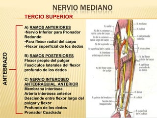 NERVIO MEDIANO
            TERCIO SUPERIOR
            A) RAMOS ANTERIORES
            •Nervio Inferior para Pronador
            Redondo
            •Para flexor radial del carpo
            •Flexor superficial de los dedos
ANTEBRAZO




            B) RAMOS POSTERIORES
            Flexor propio del pulgar
            Fascículos laterales del flexor
            profundo de los dedos

            C) NERVIO INTEROSEO
            ANTEBRAQUIAL ANTERIOR
            Membrana interósea
            Arteria interósea anterior
            Desciende entre flexor largo del
            pulgar y flexor
            Profundo de los dedos
            Pronador Cuadrado
 