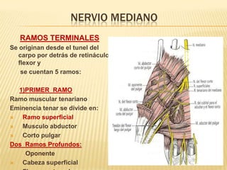 NERVIO MEDIANO
   RAMOS TERMINALES
Se originan desde el tunel del
  carpo por detrás de retináculo
  flexor y
   se cuentan 5 ramos:

  1)PRIMER RAMO
Ramo muscular tenariano
Eminencia tenar se divide en:
  Ramo superficial
  Musculo abductor
  Corto pulgar
Dos Ramos Profundos:
    Oponente
  Cabeza superficial
 