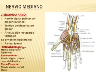 NERVIO MEDIANO
2)SEGUNDO RAMO:
 Nervio digital palmar del
    pulgar (cutáneo)
 Tendon del flexor largo
    pulgar
 Articulación metacarpo-
    falángica
Se divide en colaterales:
 Palmar lateral
 3)TERCER RAMO
 Medial del pulgar
Medial del primer
 .
lumbrical
Ramo Anterior
Nervio digital palmar
lateral del índice.
Ramo Posterior
Nervio digital dorsal l
ateral
 