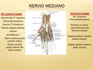 NERVIO MEDIANO
4) CUARTO RAMO                              5)QUINTO RAMO
                                              3er. Espacio
Desciende 2º espacio
                                           intermetacarpiano
 intermetacarpiano
 Inerva 2º lumbrical                        Recibe un ramo
Nervio digital palmar                       comunicante del
       común                                 Nervio Cubital
      se bifurca:
                                          Digital palmar medial
   Ramo lateral parte                        (dedo medio)
      medial índice
     Ramo medial                         Digital palmar lateral
     parte lateral del                         dedo anular
       dedo medio
 