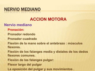 NERVIO MEDIANO

                  ACCION MOTORA
Nervio mediano
o   Pronación:
o   Pronador redondo
o   Pronador cuadrado
o   Flexión de la mano sobre el antebrazo : músculos
    flexores.
o   Flexión de los falanges media y distales de los dedos
    flexores comunes.
o   Flexión de las falanges pulgar:
o   Flexor largo del pulgar
o   La oposición del pulgar y sus movimientos .
 