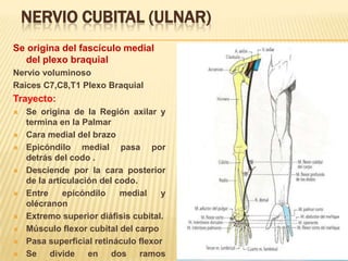 NERVIO CUBITAL (ULNAR)
Se origina del fascículo medial
  del plexo braquial
Nervio voluminoso
Raíces C7,C8,T1 Plexo Braquial
Trayecto:
   Se origina de la Región axilar y
    termina en la Palmar
   Cara medial del brazo
   Epicóndilo medial pasa por
    detrás del codo .
   Desciende por la cara posterior
    de la articulación del codo.
   Entre     epicóndilo    medial    y
    olécranon
   Extremo superior diáfisis cubital.
   Músculo flexor cubital del carpo
   Pasa superficial retináculo flexor
   Se divide en dos ramos
 