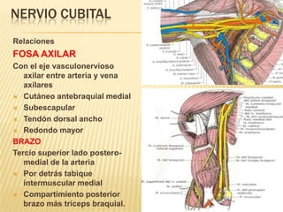 NERVIO CUBITAL
Relaciones
FOSA AXILAR
Con el eje vasculonervioso
   axilar entre arteria y vena
   axilares
 Cutáneo antebraquial medial

 Subescapular

 Tendón dorsal ancho

 Redondo mayor

BRAZO
Tercio superior lado postero-
   medial de la arteria
 Por detrás tabique
   intermuscular medial
 Compartimiento posterior
   brazo más tríceps braquial.
 