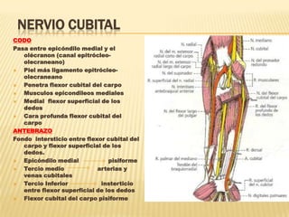 NERVIO CUBITAL
CODO
Pasa entre epicóndilo medial y el
   olécranon (canal epitrócleo-
   olecraneano)
  Piel más ligamento epitrócleo-
   olecraneano
  Penetra flexor cubital del carpo
  Musculos epicondileos mediales
  Medial flexor superficial de los
   dedos
  Cara profunda flexor cubital del
   carpo
ANTEBRAZO
Fondo intersticio entre flexor cubital del
   carpo y flexor superficial de los
   dedos.
  Epicóndilo medial            pisiforme
  Tercio medio             arterias y
   venas cubitales
  Tercio Inferior           insterticio
   entre flexor superficial de los dedos
  Flexor cubital del carpo pisiforme
 