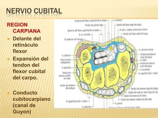 NERVIO CUBITAL
REGION
  CARPIANA
 Delante del
  retináculo
  flexor
 Expansión del
  tendon del
  flexor cubital
  del carpo.

   Conducto
    cubitocarpiano
    (canal de
    Guyon)
 