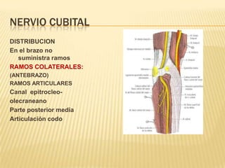 NERVIO CUBITAL
DISTRIBUCION
En el brazo no
   suministra ramos
RAMOS COLATERALES:
(ANTEBRAZO)
RAMOS ARTICULARES
Canal epitrocleo-
olecraneano
Parte posterior media
Articulación codo
 