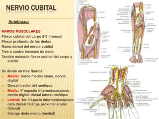 NERVIO CUBITAL
    Antebrazo:

RAMOS MUSCULARES
Flexor cubital del carpo 2-3 (ramos)
Flexor profundo de los dedos
Ramo dorsal del nervio cubital
Tres o cuatro traveses de dedo
Tendón músculo flexor cubital del carpo y
   cúbito

Se divide en tres Ramos:
A) Medial: borde medial mano, nervio
   digital
B) Dorsal medial del meñique

C) Medio: 4º espacio intermetacarpiano ,
   nervio digital dorsal lateral meñique
D) Lateral: 3er. Espacio intermetacarpiano
   cara dorsal falange proximal anular
   (lateral)
E) falange dedo medio.(medial)
 