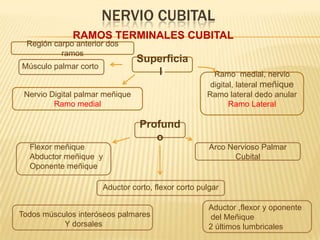 NERVIO CUBITAL
              RAMOS TERMINALES CUBITAL
 Región carpo anterior dos
          ramos
                                 Superficia
Músculo palmar corto
                                    ll                 Ramo medial, nervio
                                                      digital, lateral meñique
 Nervio Digital palmar meñique                       Ramo lateral dedo anular
         Ramo medial                                        Ramo Lateral

                                 Profund
                                    o
  Flexor meñique                                      Arco Nervioso Palmar
  Abductor meñique y                                        Cubital
  Oponente meñique

                       Aductor corto, flexor corto pulgar

                                                      Aductor ,flexor y oponente
Todos músculos interóseos palmares                    del Meñique
           Y dorsales                                 2 últimos lumbricales
 