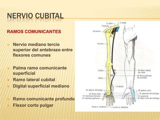 NERVIO CUBITAL
RAMOS COMUNICANTES

   Nervio mediano tercio
    superior del antebrazo entre
    flexores comunes

   Palma ramo comunicante
    superficial
   Ramo lateral cubital
   Digital superficial mediano

   Ramo comunicante profundo
   Flexor corto pulgar
 