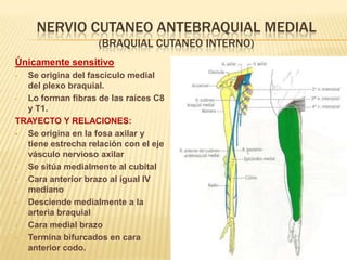 NERVIO CUTANEO ANTEBRAQUIAL MEDIAL
                    (BRAQUIAL CUTANEO INTERNO)
Únicamente sensitivo
• Se origina del fascículo medial
  del plexo braquial.
• Lo forman fibras de las raíces C8
  y T1.
TRAYECTO Y RELACIONES:
 Se origina en la fosa axilar y
  tiene estrecha relación con el eje
  vásculo nervioso axilar
• Se sitúa medialmente al cubital
• Cara anterior brazo al igual IV
  mediano
• Desciende medialmente a la
  arteria braquial
• Cara medial brazo
• Termina bifurcados en cara
  anterior codo.
 