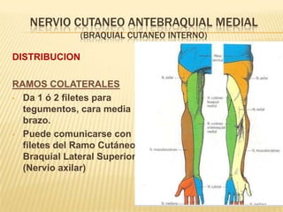 NERVIO CUTANEO ANTEBRAQUIAL MEDIAL
               (BRAQUIAL CUTANEO INTERNO)

DISTRIBUCION

RAMOS COLATERALES
• Da 1 ó 2 filetes para
  tegumentos, cara media
  brazo.
• Puede comunicarse con
  filetes del Ramo Cutáneo
  Braquial Lateral Superior
  (Nervio axilar)
 