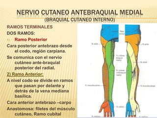 NERVIO CUTANEO ANTEBRAQUIAL MEDIAL
                 (BRAQUIAL CUTANEO INTERNO)
RAMOS TERMINALES
DOS RAMOS:
1)  Ramo Posterior
Cara posterior antebrazo desde
    el codo, región carpiana.
Se comunica con el nervio
    cutáneo ante-braquial
    posterior del radial.
2) Ramo Anterior:
A nivel codo se divide en ramos
    que pasan por delante y
    detrás de la vena mediana
    basílica.
Cara anterior antebrazo –carpo
Anastomosa: filetes del músculo
    cutáneo, Ramo cubital
 