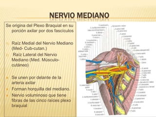 NERVIO MEDIANO
Se origina del Plexo Braquial en su
  porción axilar por dos fascículos

1)   Raíz Medial del Nervio Mediano
     (Med- Cub-cutan.)
2)    Raíz Lateral del Nervio
     Mediano (Med. Músculo-
     cutáneo)

    Se unen por delante de la
     arteria axilar
    Forman horquilla del mediano.
    Nervio voluminoso que tiene
     fibras de las cinco raíces plexo
     braquial
 