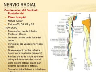 NERVIO RADIAL
Continuación del fascículo
  Posterior del
 Plexo braquial
 Nervio Axilar
 Raices C5, C6, C7 y C8

TRAYECTO
 Fosa axilar, borde inferior
  Pectoral Menor
 Termina arriba de la fosa del
  codo
 Vertical al eje vásculonervioso
  axilar
 Brazo espacio axilar inferior
  brazo cara posterior (húmero)
 Perfora de atrás hacia adelante
  tabique Intermuscular lateral.
 Cara antero-lateral brazo por
  encima epicóndilo lateral.
 Surco bicipital lateral – interlínea
 