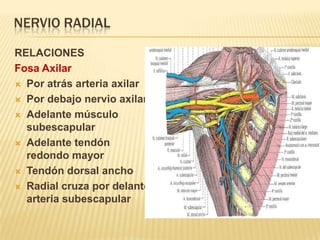 NERVIO RADIAL

RELACIONES
Fosa Axilar
 Por atrás arteria axilar

 Por debajo nervio axilar

 Adelante músculo
  subescapular
 Adelante tendón
  redondo mayor
 Tendón dorsal ancho

 Radial cruza por delante
  arteria subescapular
 