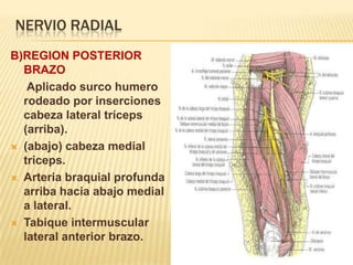 NERVIO RADIAL
B)REGION POSTERIOR
  BRAZO
   Aplicado surco humero
  rodeado por inserciones
  cabeza lateral tríceps
  (arriba).
 (abajo) cabeza medial
  tríceps.
 Arteria braquial profunda
  arriba hacia abajo medial
  a lateral.
 Tabique intermuscular
  lateral anterior brazo.
 