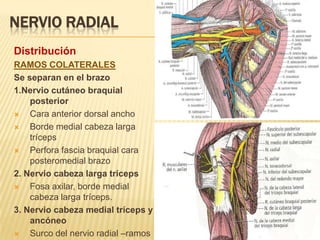 NERVIO RADIAL
Distribución
RAMOS COLATERALES
Se separan en el brazo
1.Nervio cutáneo braquial
    posterior
   Cara anterior dorsal ancho
   Borde medial cabeza larga
    tríceps
   Perfora fascia braquial cara
    posteromedial brazo
2. Nervio cabeza larga tríceps
   Fosa axilar, borde medial
    cabeza larga tríceps.
3. Nervio cabeza medial tríceps y
    ancóneo
   Surco del nervio radial –ramos
 