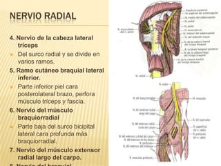 NERVIO RADIAL

4. Nervio de la cabeza lateral
   tríceps
 Del surco radial y se divide en
   varios ramos.
5. Ramo cutáneo braquial lateral
   inferior.
 Parte inferior piel cara
   posterolateral brazo, perfora
   músculo tríceps y fascia.
6. Nervio del músculo
   braquiorradial
 Parte baja del surco bicipital
   lateral cara profunda más
   braquiorradial.
7. Nervio del músculo extensor
   radial largo del carpo.
 