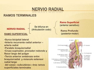 NERVIO RADIAL
RAMOS TERMINALES

                                             Ramo Superficial
                                             (anterior sensitivo)
                          Se bifurca en
  NERVIO RADIAL        (Articulación codo)
                                             Ramo Profundo
RAMO SUPERFICIAL                             (posterior-motor)

•Surco bicipital lateral
•Arteria recurrente radial anterior –
arteria radial
•Paralelo braquiorradial
•Cruza supinador, pronador redondo y
flexor largo del pulgar
•Tercio anterior antebrazo entre
braquiorradial y músculo extensor
radial largo
 del carpo– subcutáneo—tres ramos
superficiales terminales
 