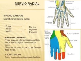 NERVIO RADIAL


a)RAMO LATERAL
Digital dorsal lateral pulgar


  Pulgar                     Nervios
  Indice                     Digitales
  Medio                      Dorsales

 b)RAMO INTERMEDIO
 Primer espacio intermetacarpiano filete
 lateral. Nervio digital, dorsal medial
 pulgar
 Filete medial: cara dorsal primer falange,
 dedo índice.

 c) RAMO MEDIAL
 Comunica nervio cutáneo dorsal-cubital.
 