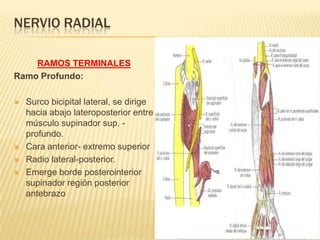 NERVIO RADIAL

    RAMOS TERMINALES
Ramo Profundo:

   Surco bicipital lateral, se dirige
    hacia abajo lateroposterior entre
    músculo supinador sup. -
    profundo.
   Cara anterior- extremo superior
   Radio lateral-posterior.
   Emerge borde posterointerior
    supinador región posterior
    antebrazo
 