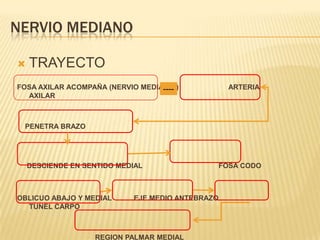NERVIO MEDIANO

   TRAYECTO
FOSA AXILAR ACOMPAÑA (NERVIO MEDIANO )
                                  ----            ARTERIA
  AXILAR



 PENETRA BRAZO




    DESCIENDE EN SENTIDO MEDIAL               FOSA CODO



OBLICUO ABAJO Y MEDIAL      EJE MEDIO ANTEBRAZO
  TUNEL CARPO



                   REGION PALMAR MEDIAL
 