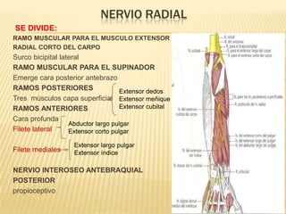 NERVIO RADIAL
SE DIVIDE:
RAMO MUSCULAR PARA EL MUSCULO EXTENSOR
RADIAL CORTO DEL CARPO
Surco bicipital lateral
RAMO MUSCULAR PARA EL SUPINADOR
Emerge cara posterior antebrazo
RAMOS POSTERIORES                    Extensor dedos
Tres músculos capa superficial Extensor meñique
RAMOS ANTERIORES                     Extensor cubital
Cara profunda
                   Abductor largo pulgar
Filete lateral     Extensor corto pulgar

                    Extensor largo pulgar
Filete mediales     Extensor índice

NERVIO INTEROSEO ANTEBRAQUIAL
POSTERIOR
propioceptivo
 
