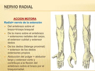NERVIO RADIAL

       ACCION MOTORA
Radial= nervio de la extensión
 Del antebrazo sobre el
  brazo=tríceps braquial
 De la mano sobre el antebrazo
  = extensores radiales del carpo,
  el extensor cubital y extensor
  dedos
 De los dedos (falange proximal)
  = extensor de los dedos
  extensores propios
 Abducción del pulgar = abductor
  largo y extensor corto y
  contribuye a la flexión del
  antebrazo sobre el brazo por el
  braquiorradial.
 