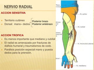 NERVIO RADIAL
ACCION SENSITIVA

   Territorio cutáneo  Posterior brazo
   Dorsal: mano– dedos Posterior antebrazo



ACCION TROFICA
 Es menos importante que mediano y cubital

 El radial es amenazado por fracturas de
  diáfisis humeral y traumatismos de codo.
 Parálisis posición especial mano y puesta
  dedos para la prensión.
 