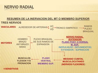 NERVIO RADIAL

   RESUMEN DE LA INERVACION DEL MT O MIEMBRO SUPERIOR
TRES NERVIOS
VASCULARES     ALREDEDOR DE ARTERIAS   VC                         RAMOS
                                             TRONCO SIMPATICO     PLEXO
                                       VD
                                                                 BRAQUIAL

                                                    NERVIO RADIAL
              HOMBRO       PLEXO BRAQUIAL             (EXTENSOR)
               BRAZO       DE SUS RAMOS DE       PLANO POST. O DORSAL
MOTORES
             ANT-BRAZO        EXPANSION                 M. SUP.
               MANO                           INERVA MUSC. (MOVIMIENTOS)
                                                EXTENSION - SUPINACION


              MUSCULOS           PLANO             MEDIANO CUBITAL
             FLEXION Y/O        VENTRAL           MUSCULOCUTANEO
             PRONACION        MIEMBRO SUP.       (NERVIOS FLEXORES)

 SENSITIVOS
 