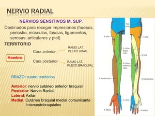 NERVIO RADIAL
       NERVIOS SENSITIVOS M. SUP.
Destinados para recoger impresiones (huesos,
  periostio, músculos, fascias, ligamentos,
  serosas, articulares y piel).
TERRITORIO
                                 RAMO LAT.
               Cara anterior     PLEXO BRAQ.

 Hombro
               Cara posterior    RAMO LAT.
                                 PLEXO BRAQUIAL


   BRAZO: cuatro territorios

   Anterior: nervio cutáneo anterior braquial
   Posterior: Nervio Radial
   Lateral: Axilar
   Medial: Cutáneo braquial medial comunicante
            Intercostobraquiales
 