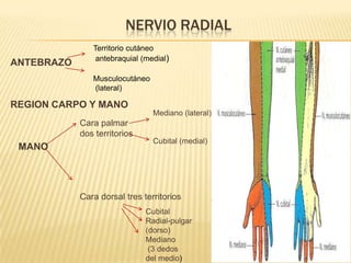 NERVIO RADIAL
               Territorio cutáneo
                antebraquial (medial)
ANTEBRAZO
               Musculocutáneo
               (lateral)

REGION CARPO Y MANO
                                Mediano (lateral)
            Cara palmar
            dos territorios
                                Cubital (medial)
 MANO




            Cara dorsal tres territorios
                              Cubital
                              Radial-pulgar
                              (dorso)
                              Mediano
                               (3 dedos
                              del medio)
 