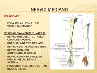 NERVIO MEDIANO
RELACIONES:

1)   FOSA AXILAR: CON EL EJE
     VASCULO-NERVIOSO

SE RELACIONA MEDIAL Y LATERAL
 NERVIO MUSCULO—CUTANEO—
   CORACOBRAQUIAL
 HORQUILLA NERVIO MEDIANO

 NERVIO CUBITAL MEDIALMENTE

 NERVIO CUTANEO
   ANTEBRAQUIAL MEDIAL
 NERVIO CUTANEO BRAQUIAL
   MEDIAL, MEDIALES A LA
   ARTERIA.
 FASCICULO POSTERIOR DETRÁS
   DE LA ARTERIA
 