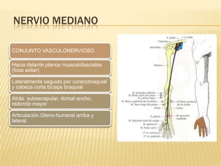 NERVIO MEDIANO

CONJUNTO VASCULONERVIOSO

Hacia delante planos musculofasciales
(fosa axilar)

Lateralmente seguido por coracobraquial
y cabeza corta bíceps braquial

Atrás subescapular, dorsal ancho,
redondo mayor

Articulación Gleno-humeral arriba y
lateral.
 