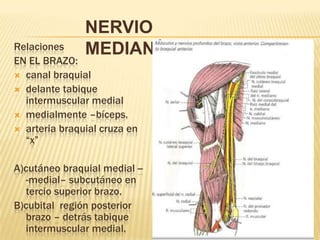 NERVIO
Relaciones     MEDIANO
EN EL BRAZO:
 canal braquial
 delante tabique
  intermuscular medial
 medialmente –bíceps.
 arteria braquial cruza en
  “x”

A)cutáneo braquial medial --
  -medial– subcutáneo en
  tercio superior brazo.
B)cubital región posterior
  brazo – detrás tabique
  intermuscular medial.
 