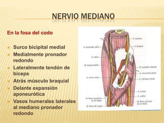 NERVIO MEDIANO
En la fosa del codo

   Surco bicipital medial
   Medialmente pronador
    redondo
   Lateralmente tendón de
    bíceps
   Atrás músculo braquial
   Delante expansión
    aponeurótica
   Vasos humerales laterales
    al mediano pronador
    redondo
 