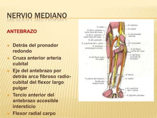 NERVIO MEDIANO
ANTEBRAZO

   Detrás del pronador
    redondo
   Cruza anterior arteria
    cubital
   Eje del antebrazo por
    detrás arco fibroso radio-
    cubital del flexor largo
    pulgar
   Tercio anterior del
    antebrazo accesible
    intersticio
   Flexor radial carpo
 