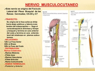 NERVIO MUSCULOCUTANEO
.-Este nervio se origina del Faciculo
  Lateral del Plexo Braquial de las
  Raices Cervicales; C5-C6 y C7

.-TRAYECTO:
    Se origina de la fosa axilar,se dirije
   hacia abajo yoblicuo y lateral,cruza
   tendon del subescapular---- llega al
    coracobraquial,lo atravieza y biceps
    y braquail y termina en cara anterior
    del codo y termina en cara anterola-
    teral del antebrazo en plamos subcu-
    taneos.
.-RELACIONES:
1)En La Fosa Axilar
2)En el Brazo
3)En la Fosa del Codo
.-DISTRIBUCION:
Ramos Colaterales:
.-Ramos Motores
.-Filete óseo
.-Ramos Vasculares
.-Filete Articular
.-Ramo Comunicante
.-RAMOS TERMINALES:
.-Posterior y Anterior
 