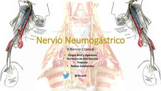 X Nervio Craneal
Nervio Neumogástrico
@Vesali0
• Origen Real y Aparente
• Territorio de Distribución
• Trayecto
• Ramas Colaterales
 